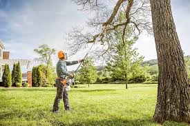 How Our Tree Care Process Works  in Nicholls, GA